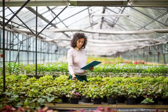 A gardener inspecting a plant in a large greenhouse.