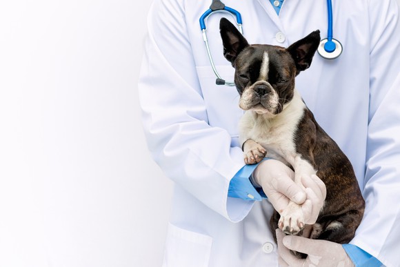 A veterinarian is holding an injured dog. 