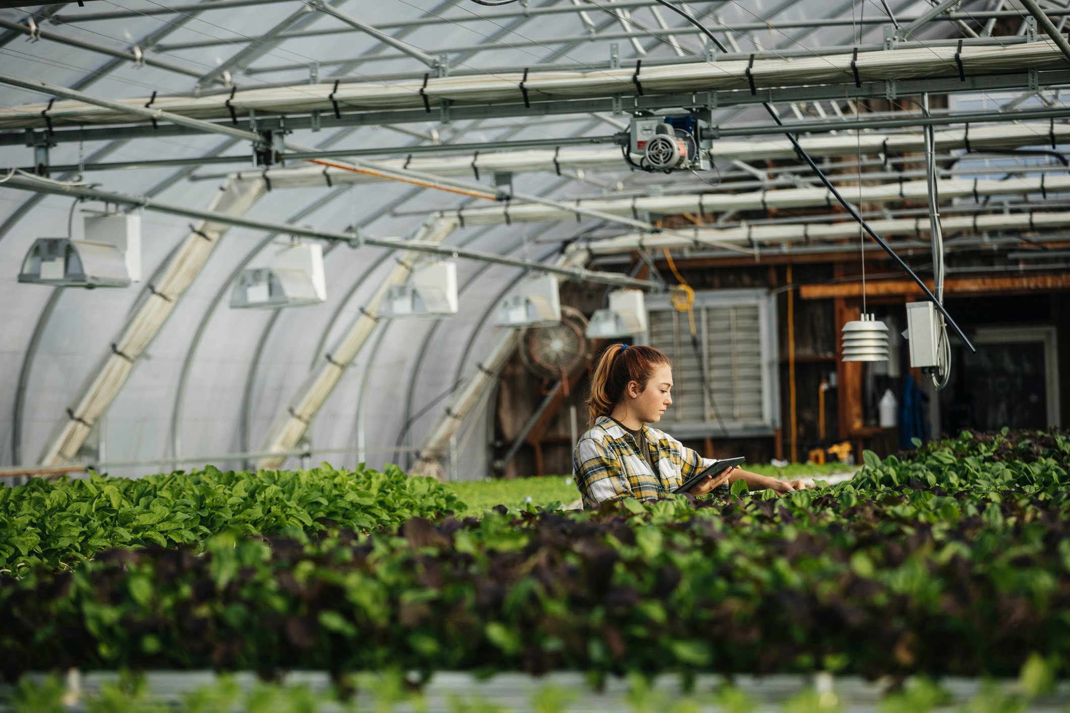 hydroponics