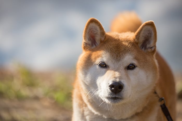 A Shiba Inu puppy taking a walk. 