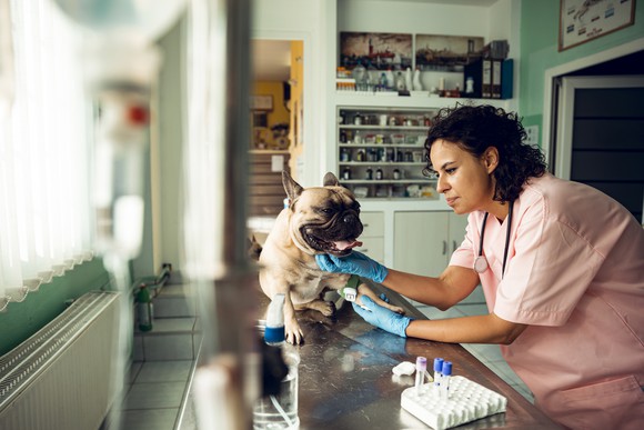 A vet examines a dog in her practice.