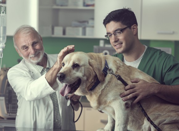 Two cheerful veterinarians examine a happy looking dog in a clinic.