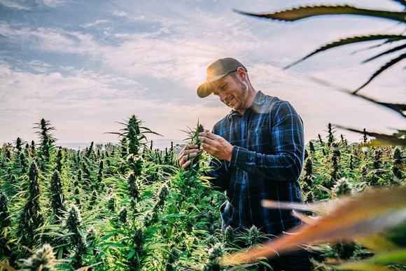A farmer looks closely at a hemp plant.