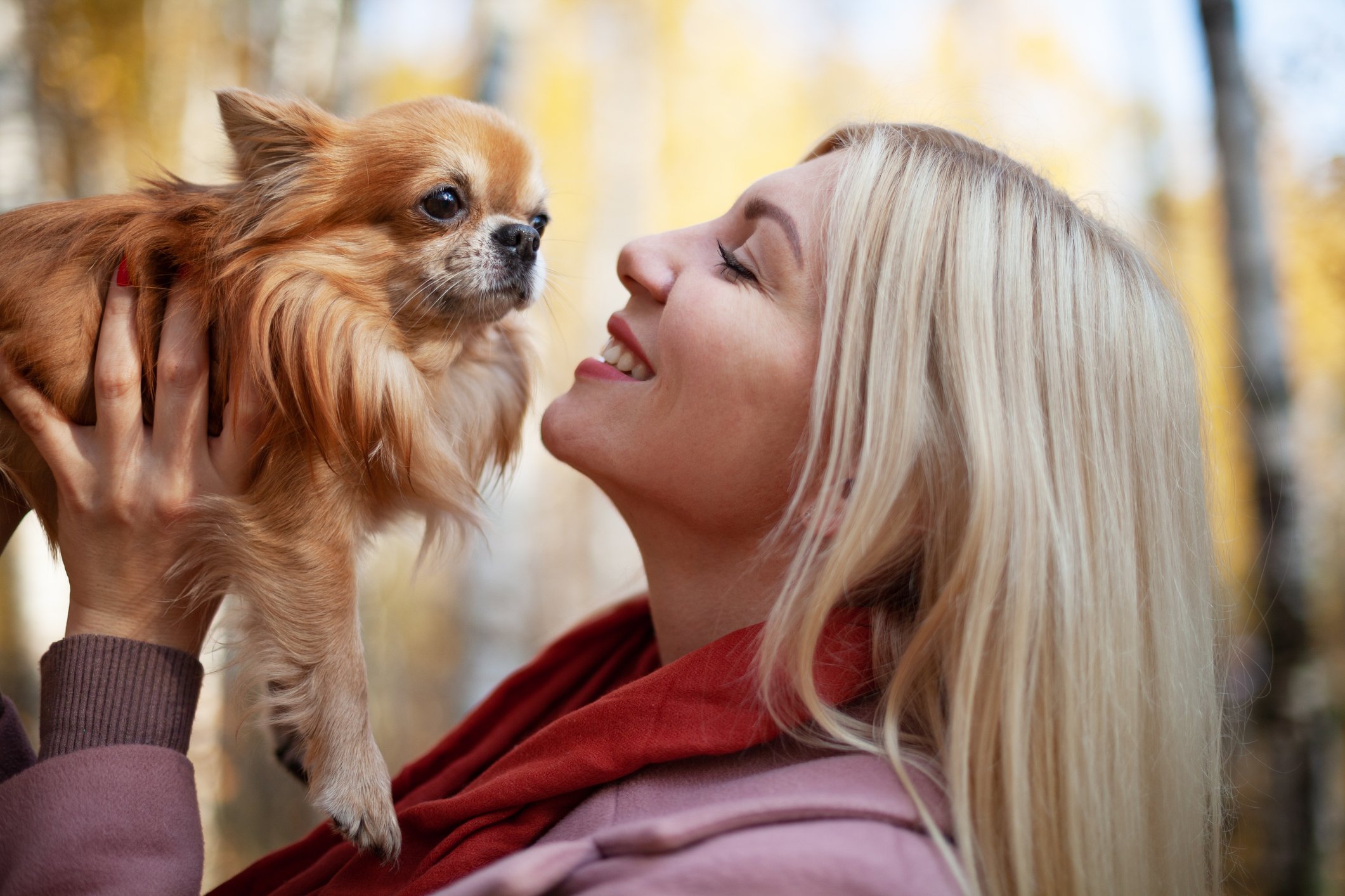 Happy person with pet chihuahua on autumn walk.