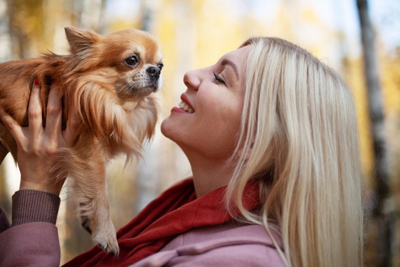 Happy person with pet chihuahua on autumn walk.
