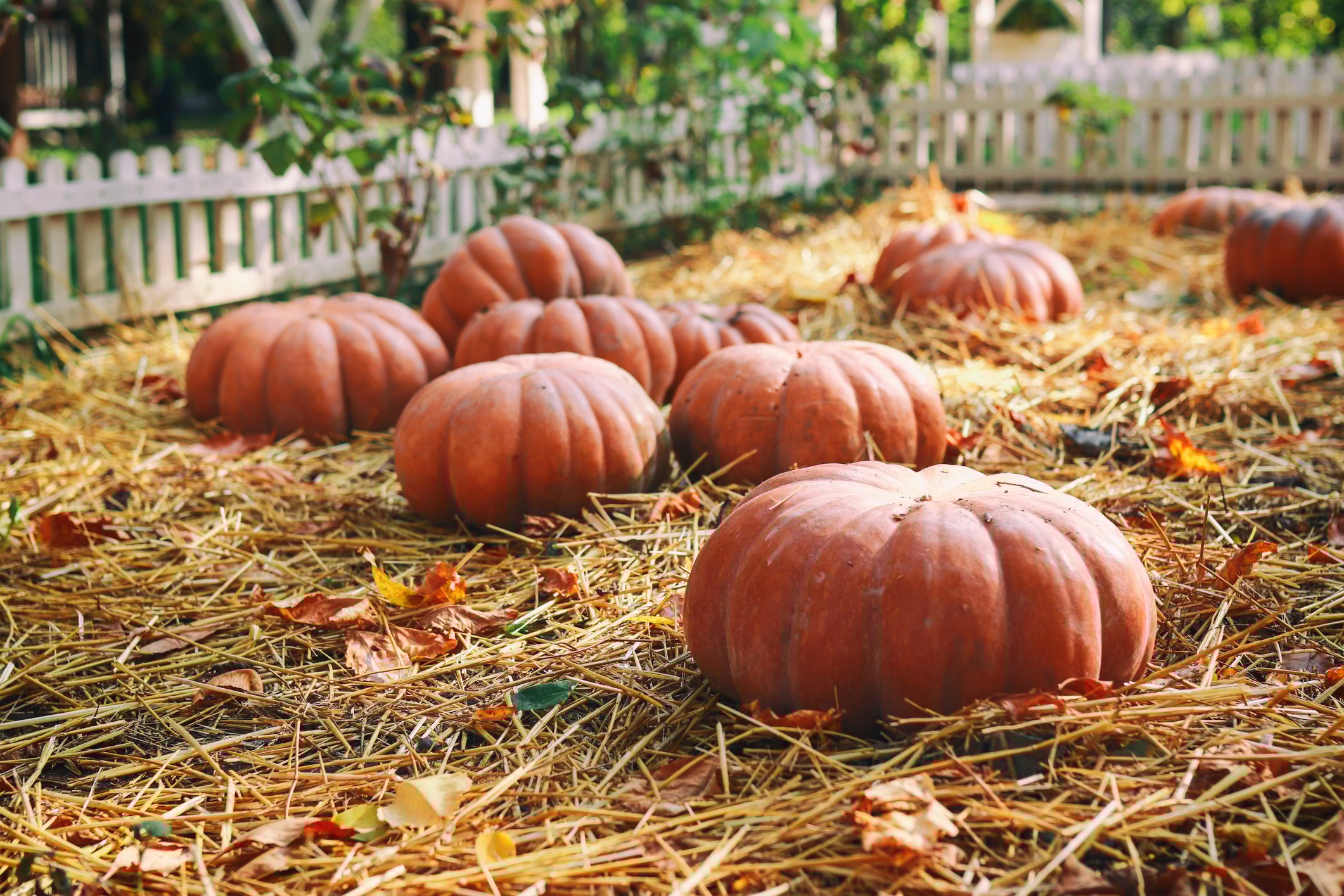 Pumpkins in a yard with hay straws and leaves.