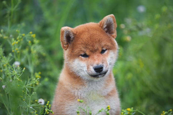 Shiba Inu dog.