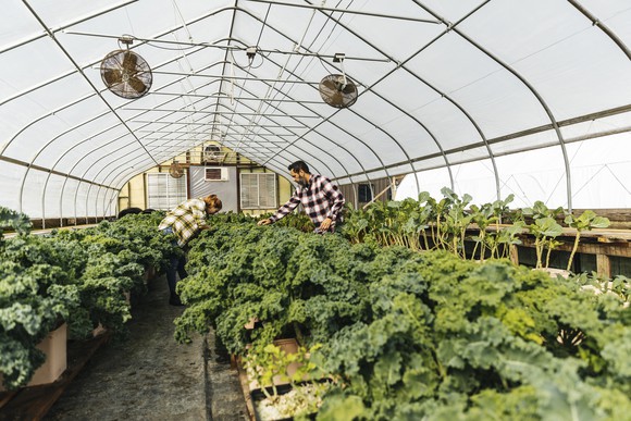 Two people working in a greenhouse.