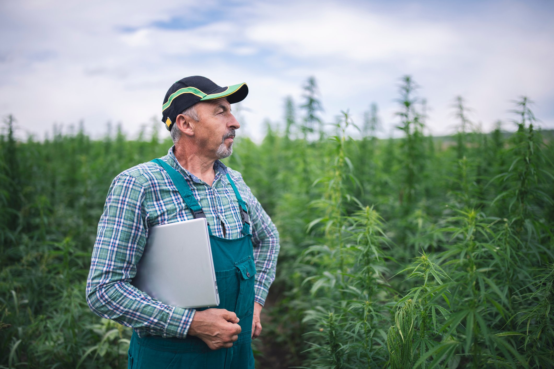 Mature person stands out in the middle of a cannabis field while holding a binder. 