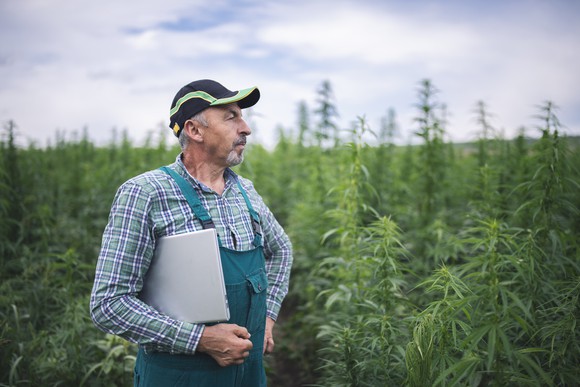 Mature person stands out in the middle of a cannabis field while holding a binder. 