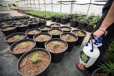 Greenhouse attendant spraying cannabis plants