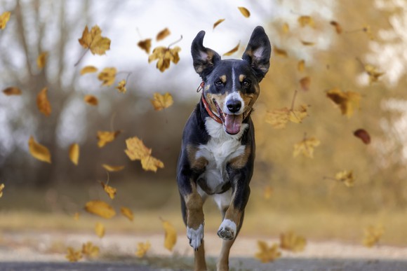 A dog running through blowing leaves.
