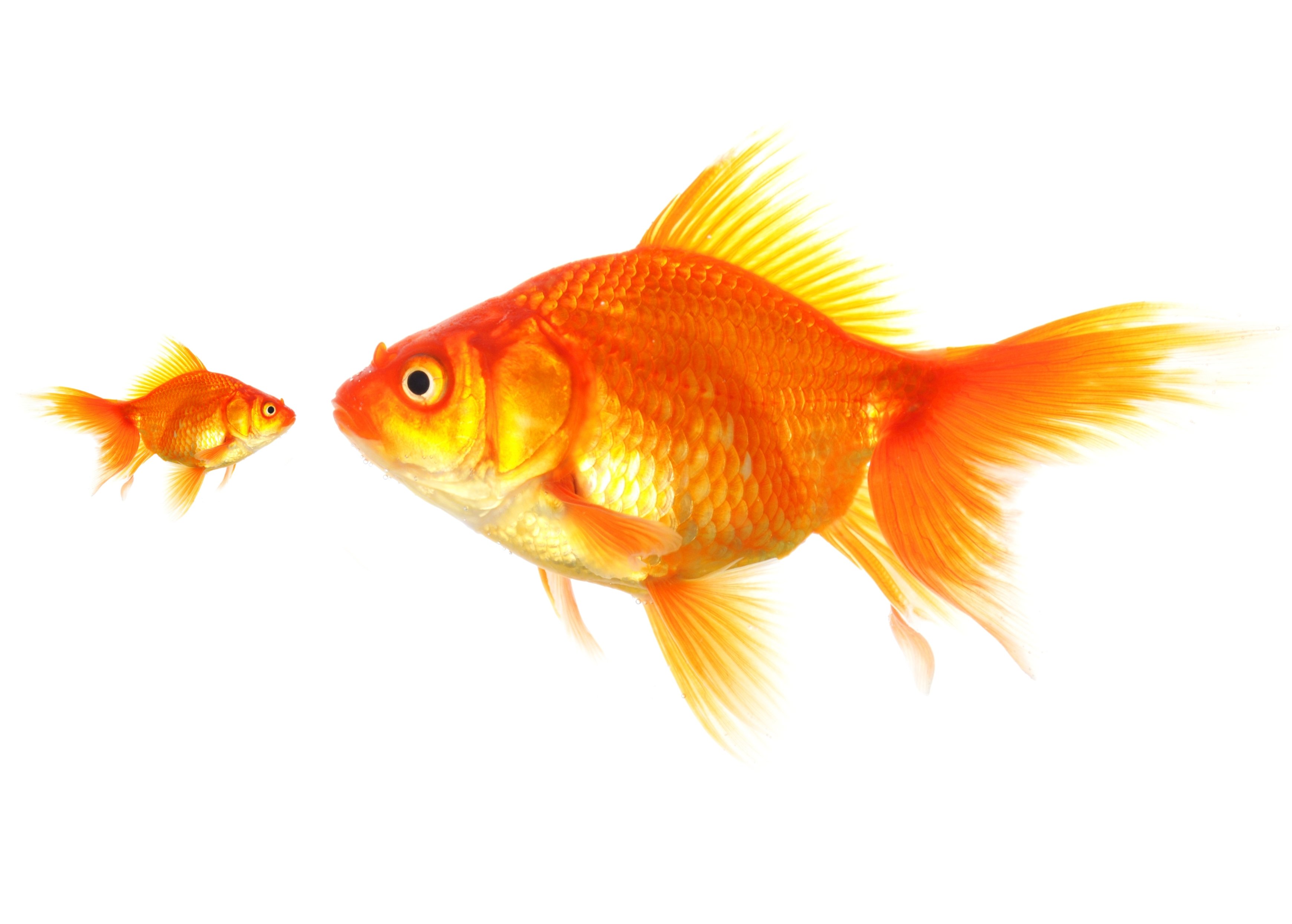 big fish small fish