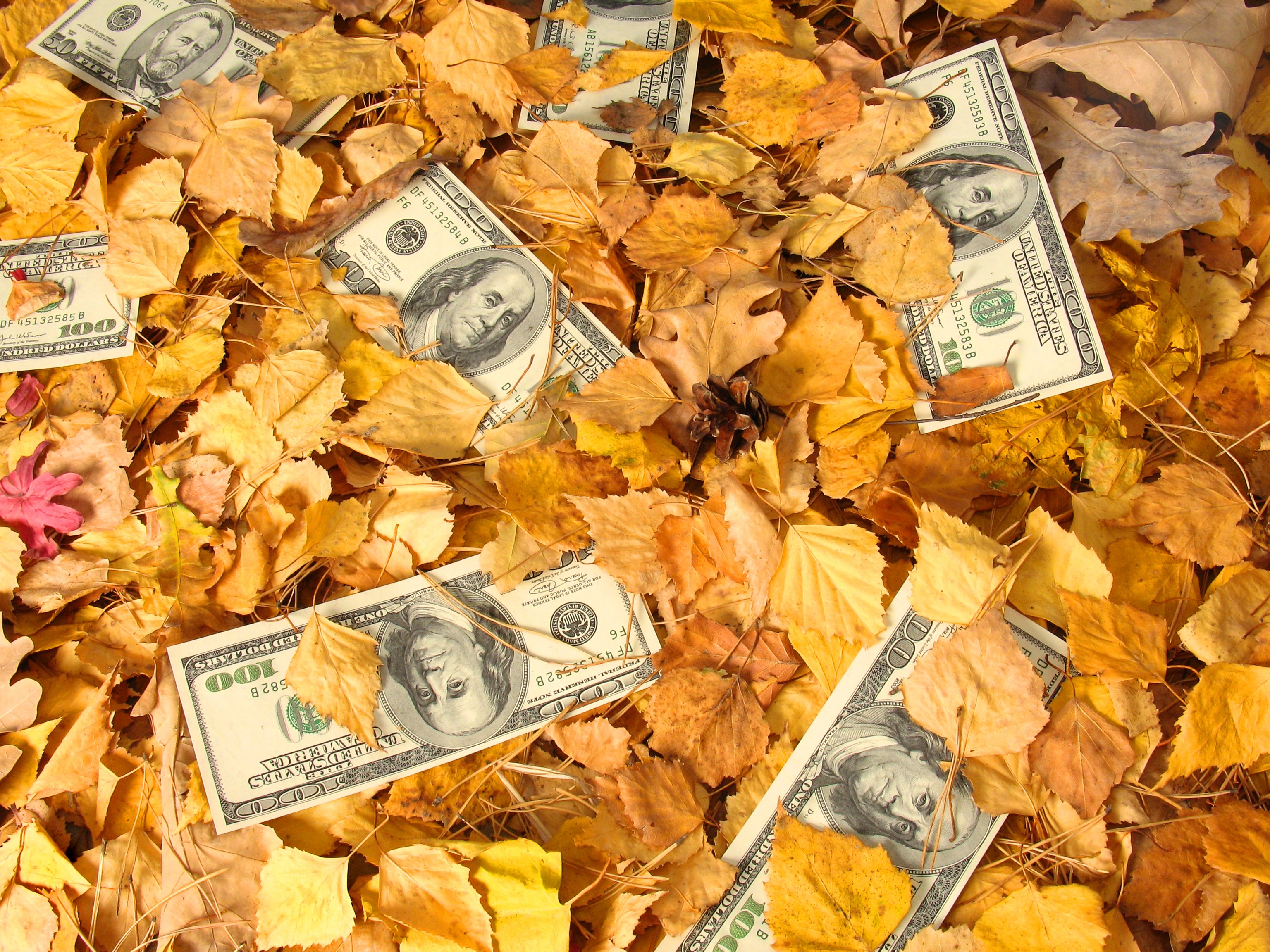 Money dispersed among fallen leaves.