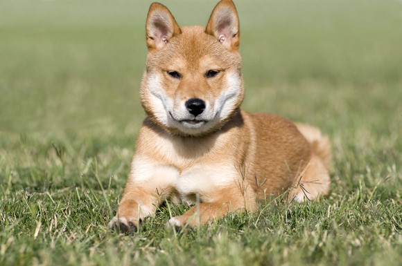Image of a Shiba Inu breed of dog.