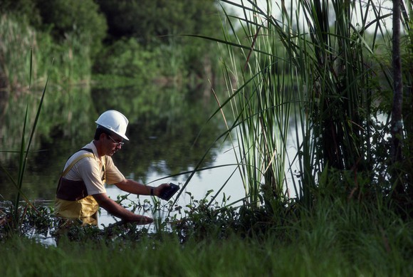 Environmental consultant with white hard hat in marsh. 