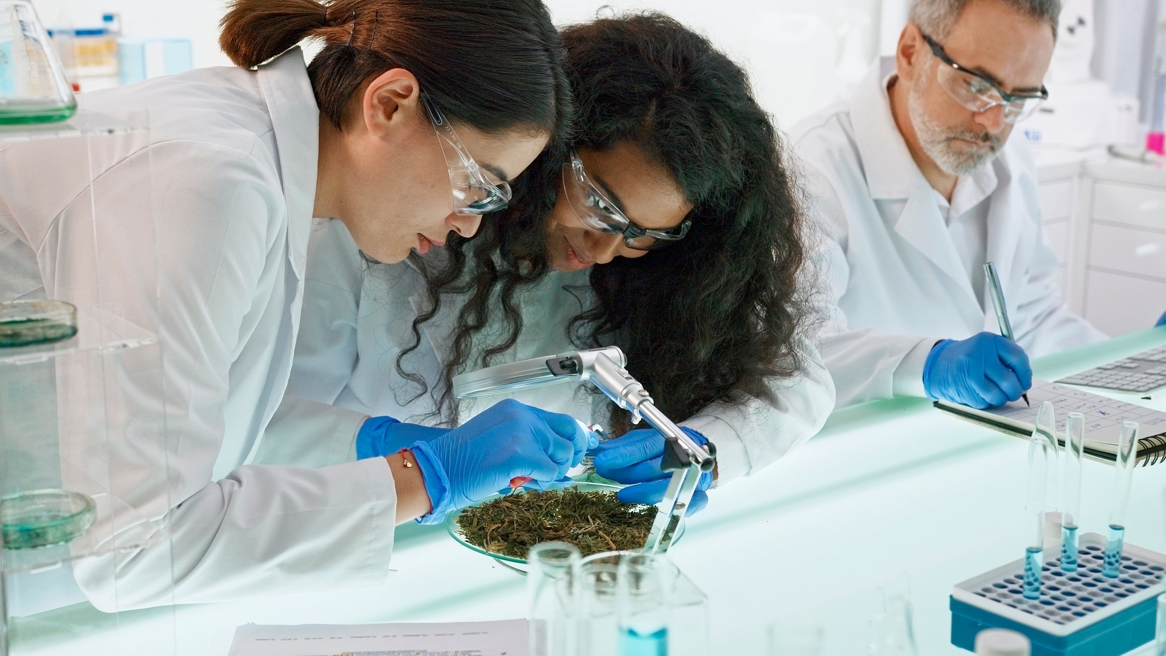 A couple of scientists reviewing a cannabis plant.