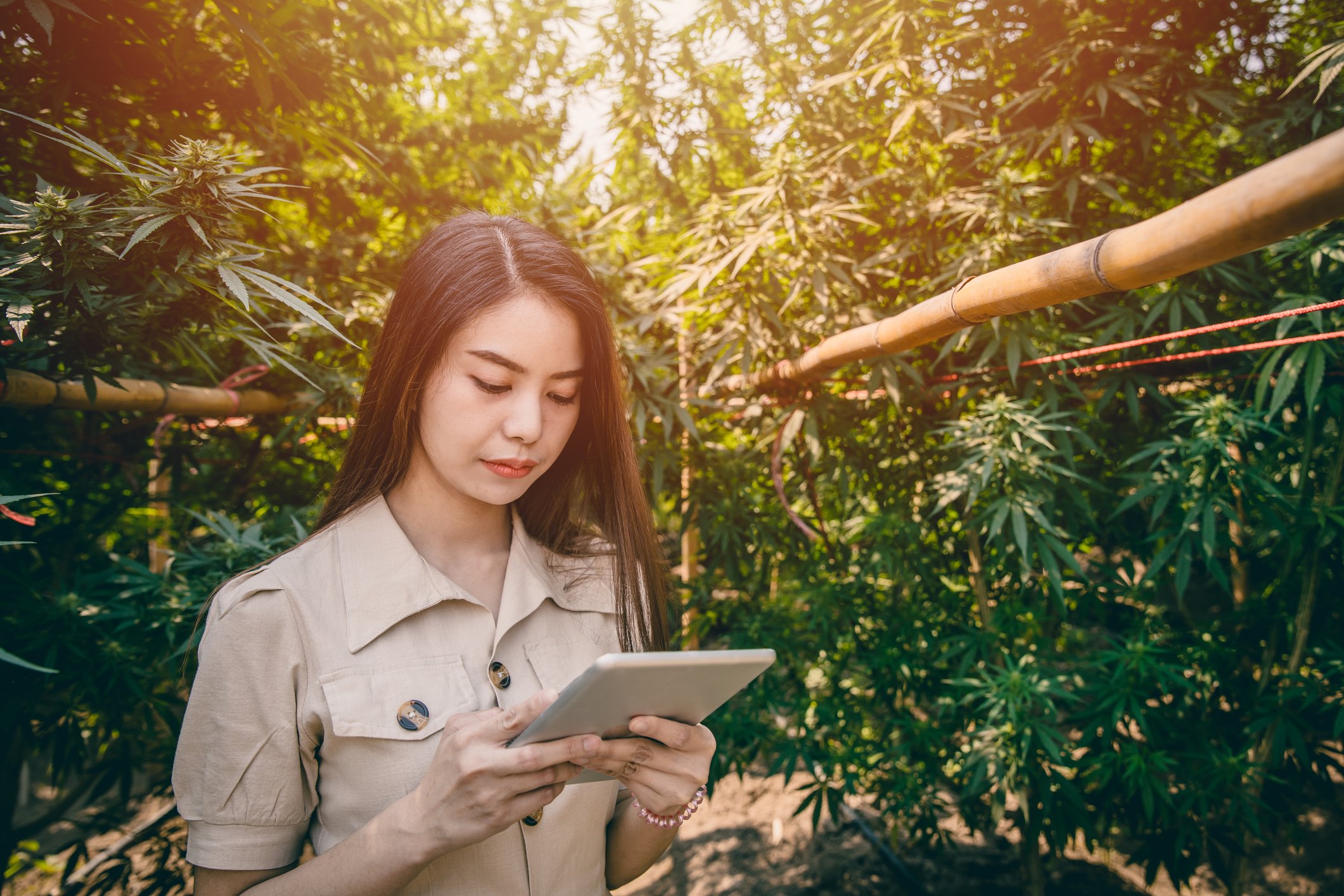 A person holding a tablet standing in a cannabis plantation.