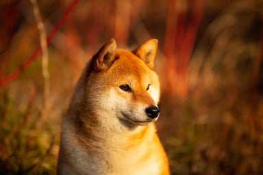 A Shiba Inu dog.