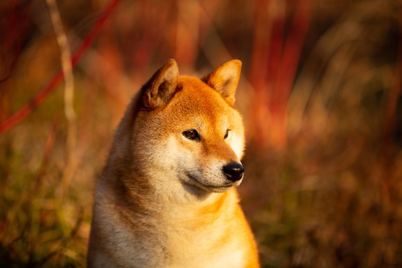 A Shiba Inu dog.