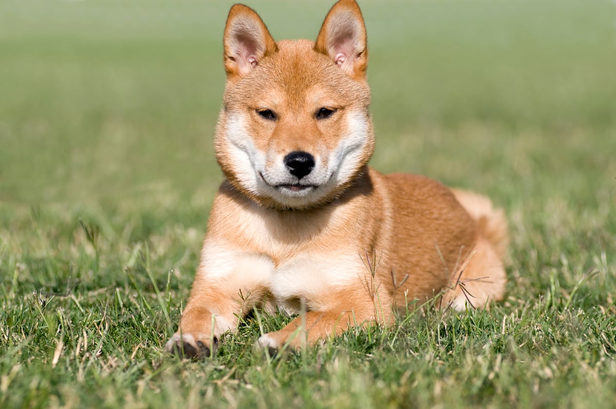 2 Reasons to Sell Floki Inu | The Motley Fool