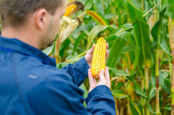 A farmer inspecting a corn crop.