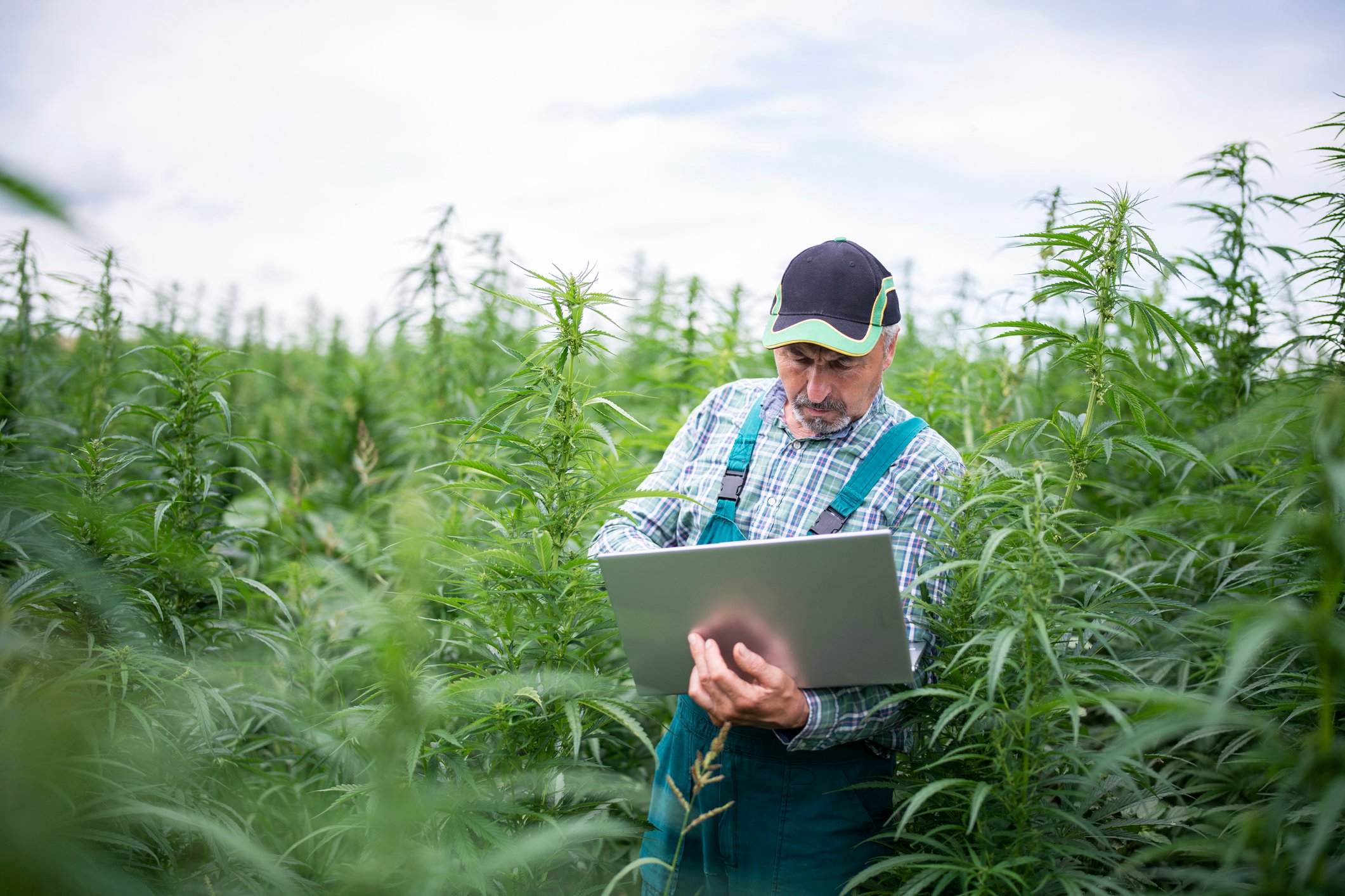 Farmer inspecting his cannabis plants in hemp field while using a laptop.