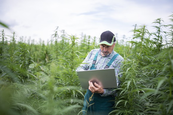 Farmer inspecting his cannabis plants in hemp field while using a laptop.