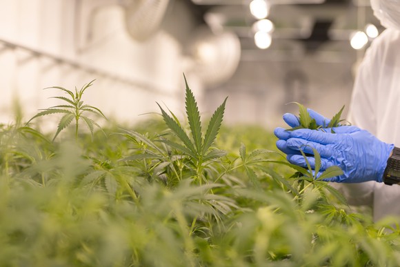 Person tending to medical marijuana plants in factory.