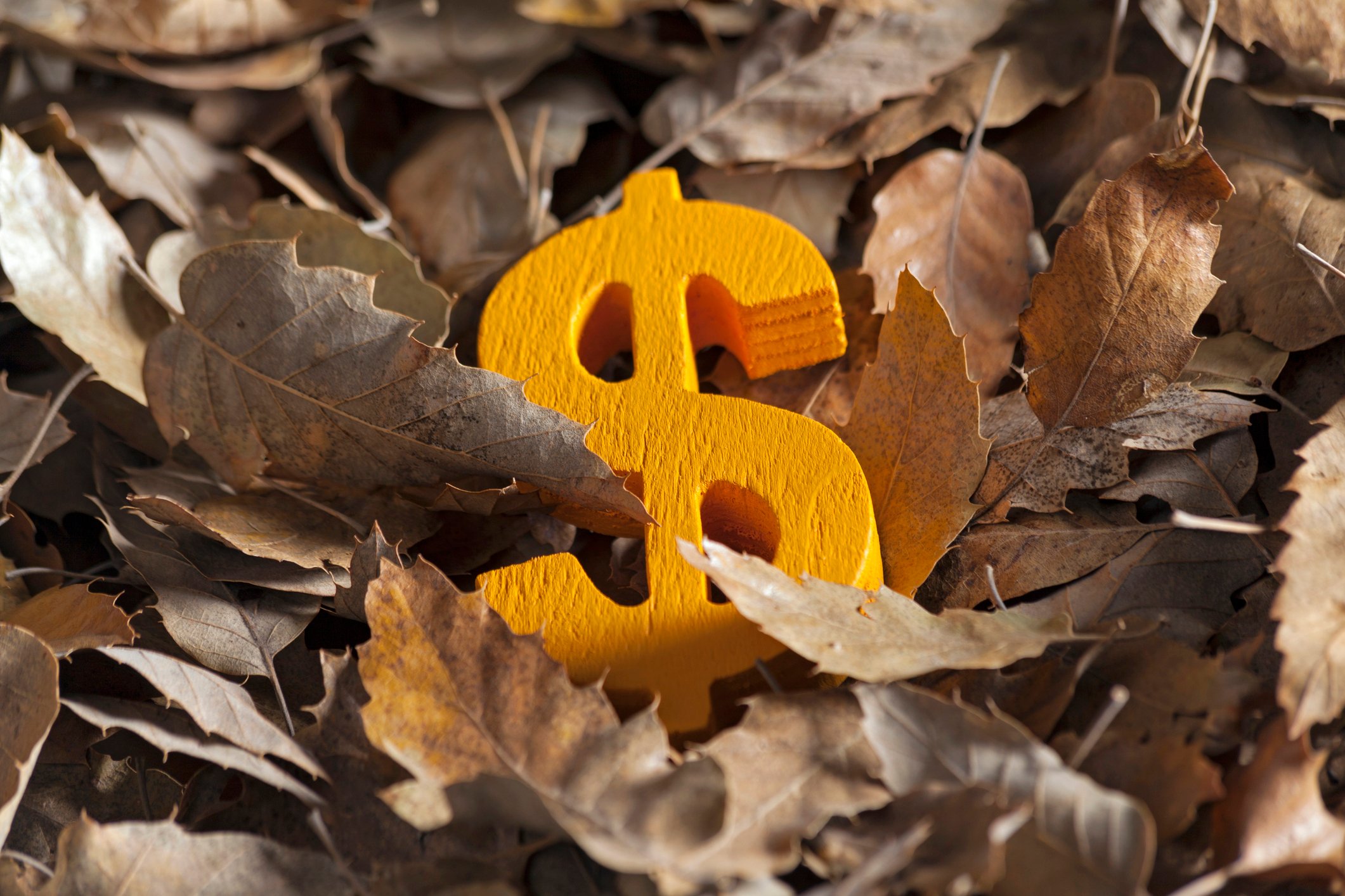 A dollar sign lying on a bed of leaves.