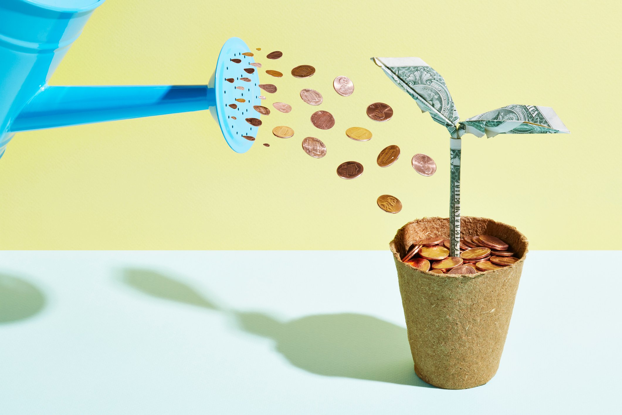 Watering a Money Plant