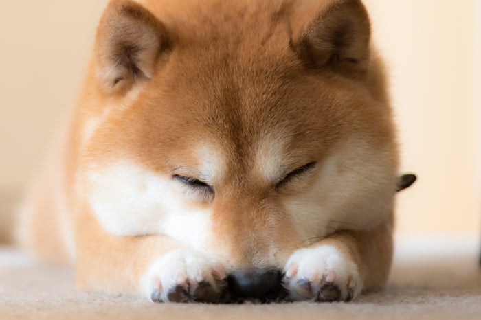 A Shiba Inu dog with its eyes closed.