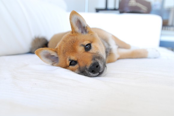 A Shiba Inu puppy on a white sofa.