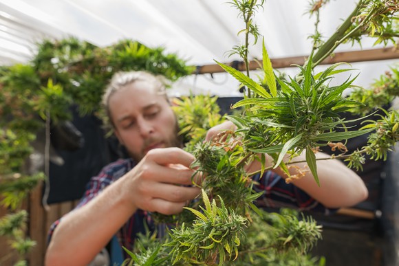 A person looking at a marijuana plant.