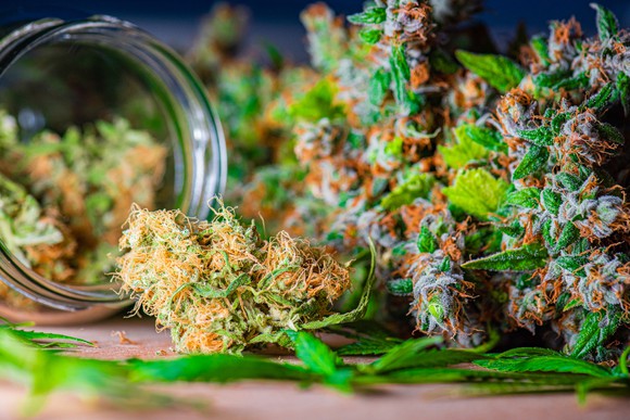 Cannabis flowers drying next to a jar. 