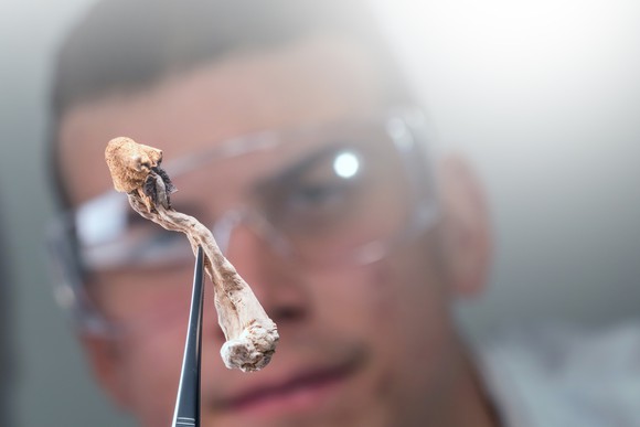 Researcher examining a magic mushroom.