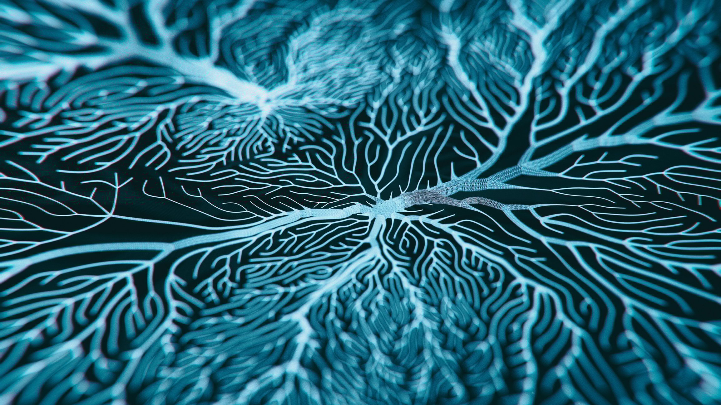brain 
