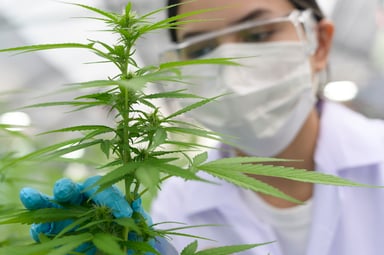 scientist sativa plant