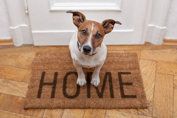 A Jack Russell Terrier sits inside on a welcome mat that says "home."  Who's a good dog?  You're a good dog.