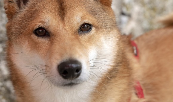 A shiba inu.