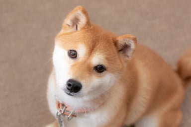 Shiba Inu