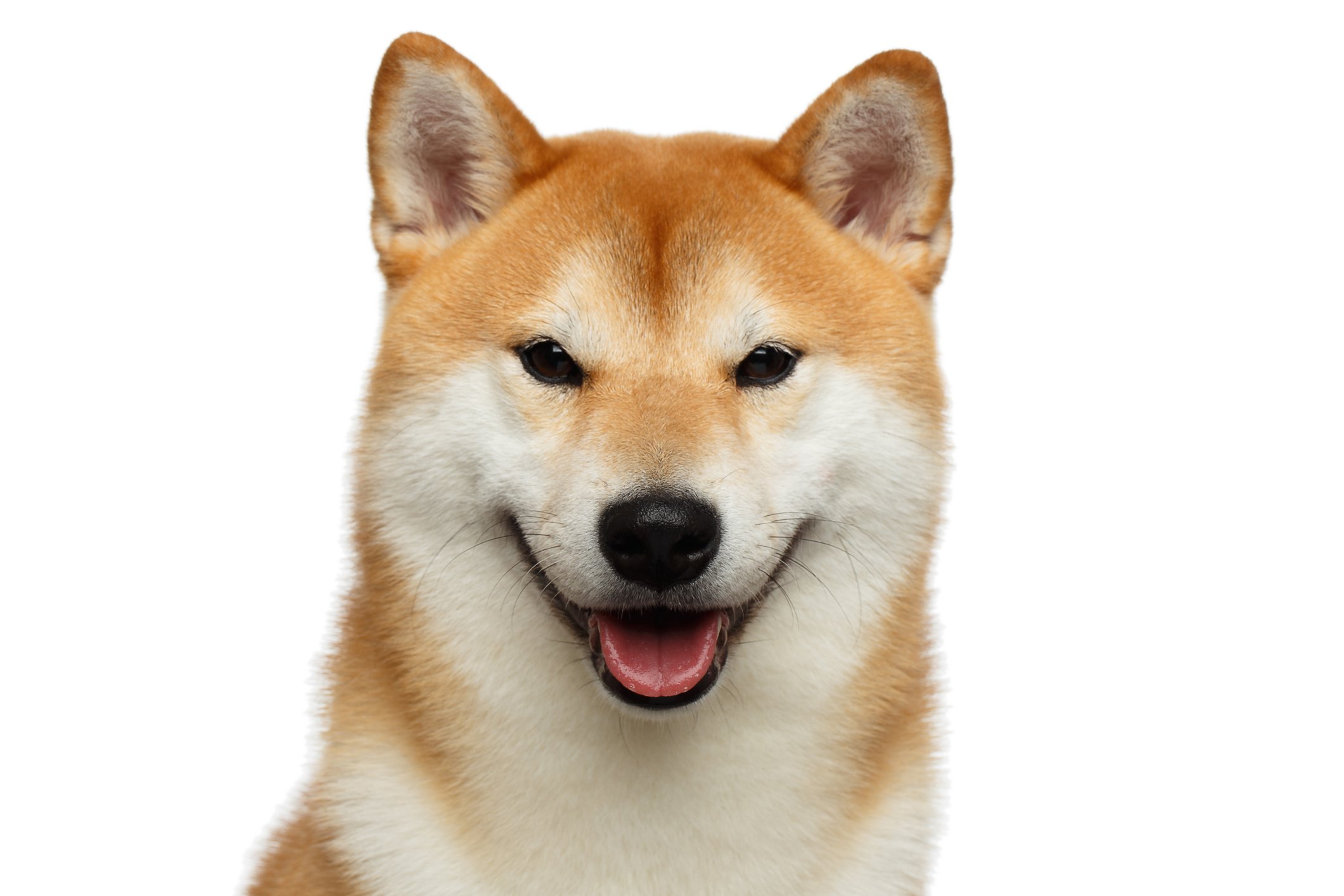 Shiba Inu dog against a white background