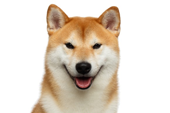 Shiba Inu dog against a white background