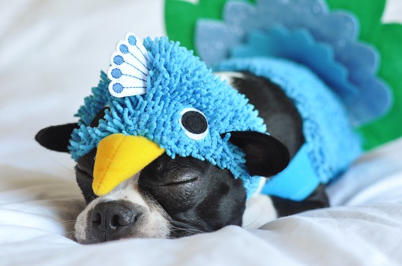Dog sleeping in blue turkey costume.