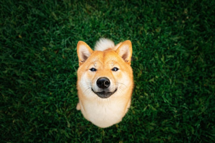 Shiba Inu dog sitting on grass.