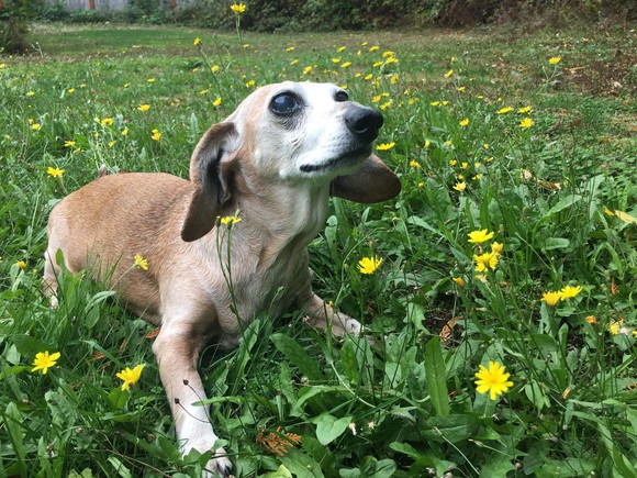 The author's dog lying on the grass and sniffing the air during a windstorm. 