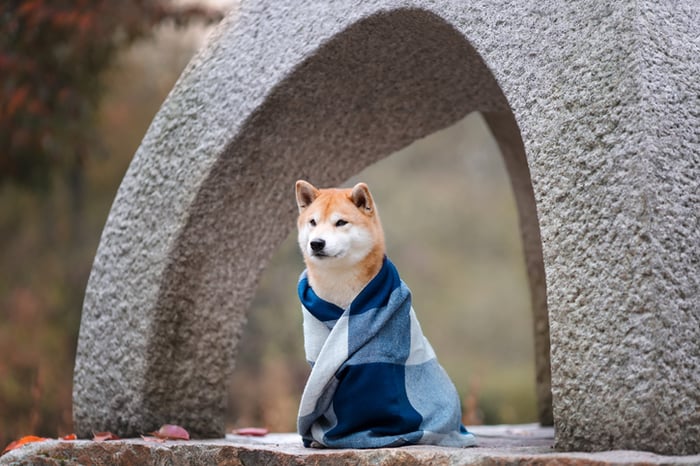 Shiba Inu dog in a blanket.