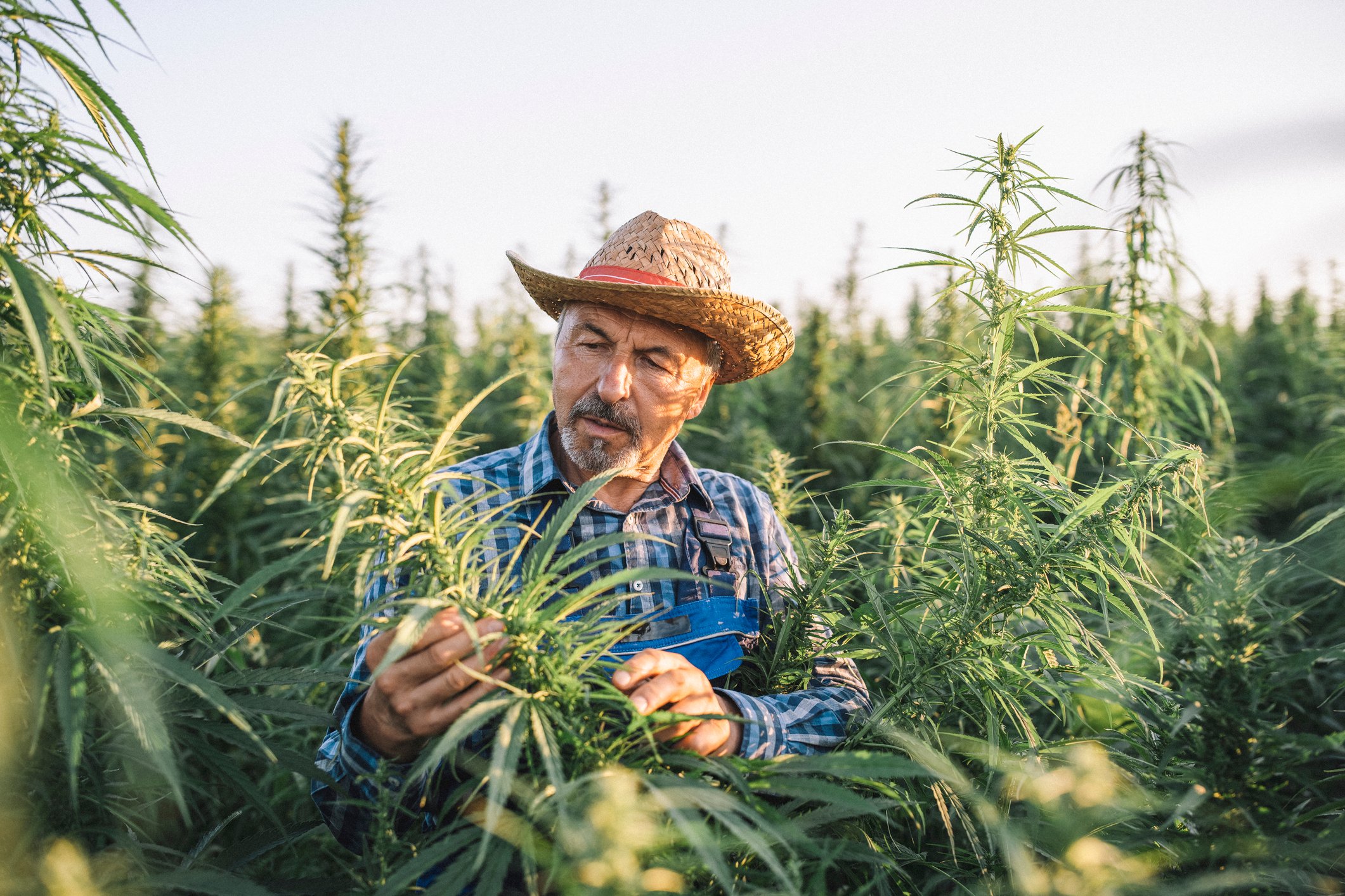 Man inspecting marijuana plant.