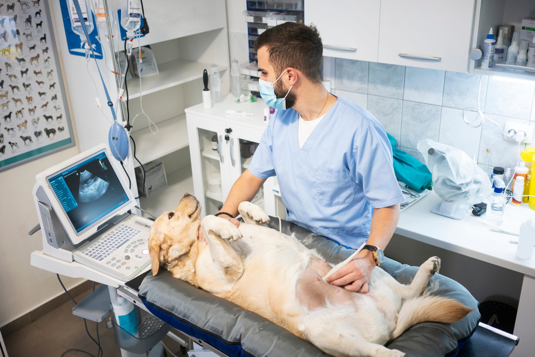 A veterinarian performs an ultrasound on a dog.