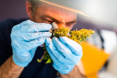 Examining pot bud